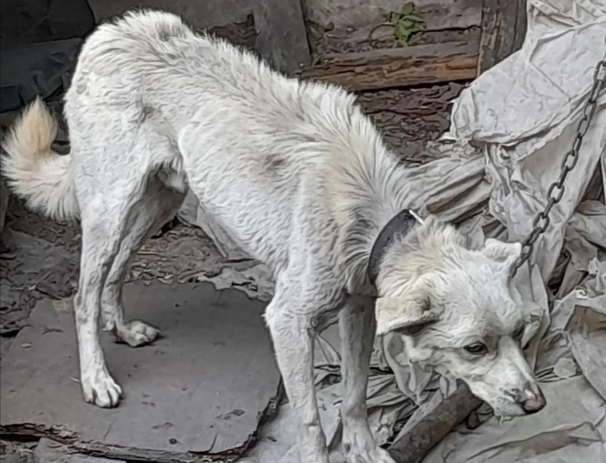В Новокузнецке хозяева бросили пса умирать от голода на цепи