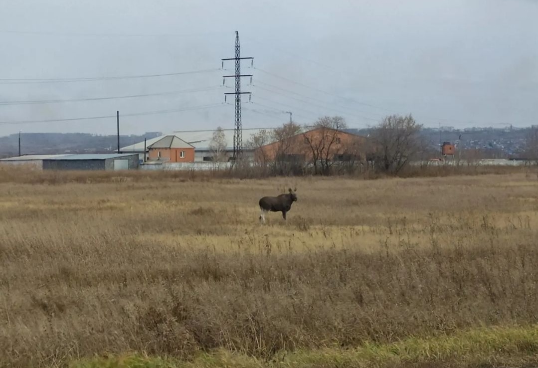 В Кузбассе жители заметили одиноко гуляющего лося