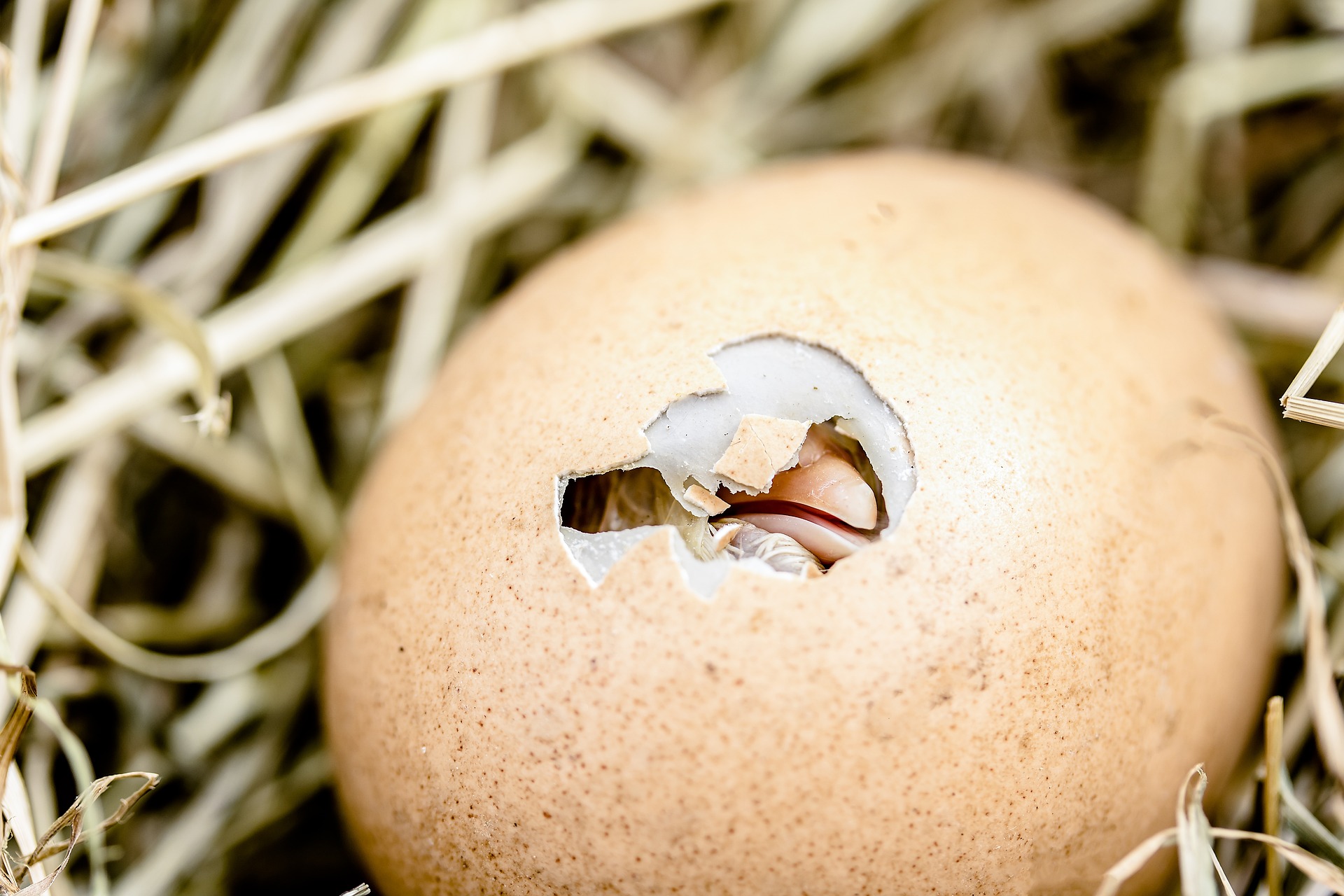 В Сибири ученые научились определять пол цыпленка в яйце