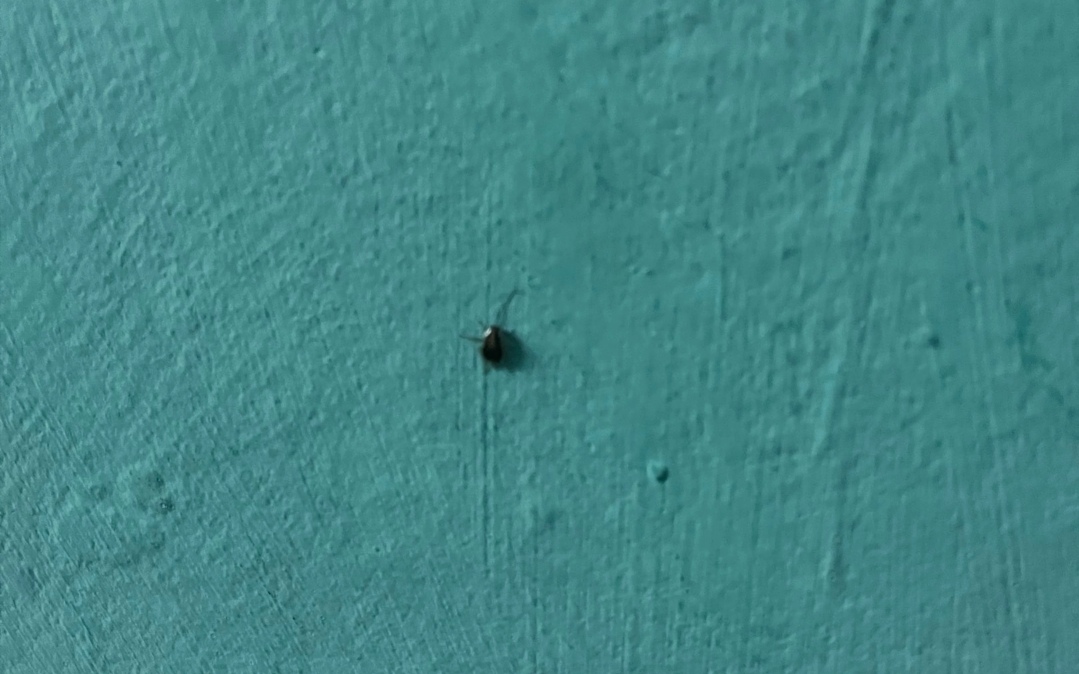 Травля тараканов в кузбасской школе закончилась неожиданным результатом ...