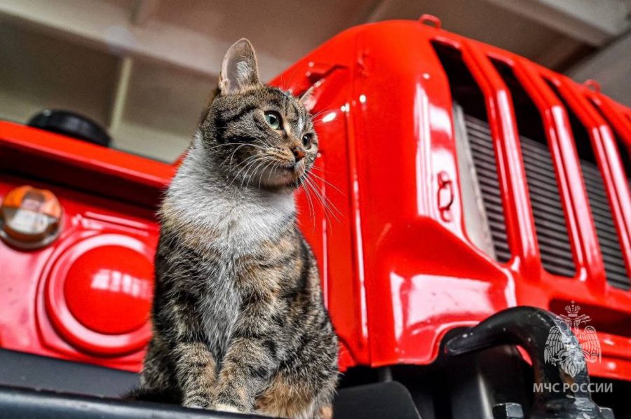 Фото: в Кузбассе отважная кошка Маруся «приручила» пожарных