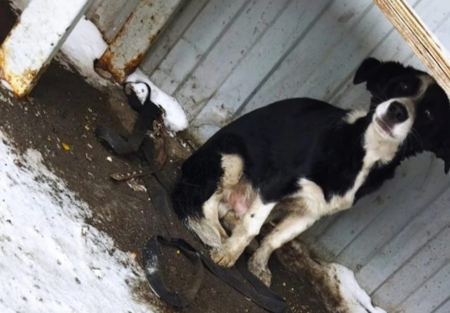 В Кузбассе хозяин приковал собаку в общественном месте