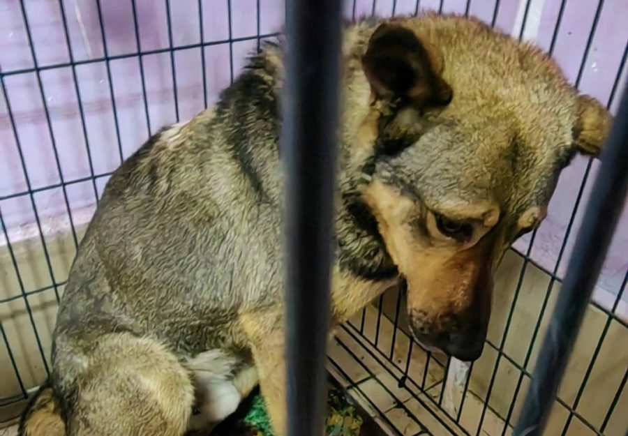 Избили, привязали к дереву и хотели убить: в Новокузнецке чудом спасли собаку