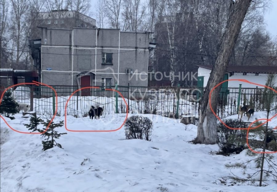 Чипированная собака покусала женщину возле детского сада в Новокузнецке