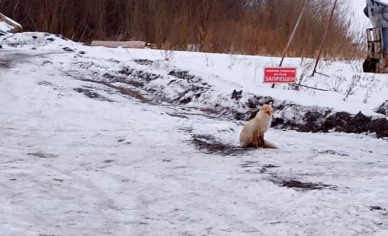 «А вы рыбов даёте?»: в Кузбассе милая лисичка повторила популярный мем