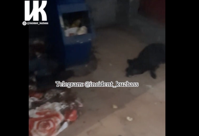 «Умирает рядом с собакой и мусоркой»: в Кемерове бездомную бросили в жутком состоянии в подъезде