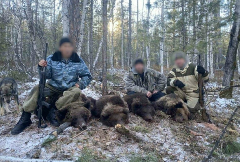 С тремя медвежатами и медведицей браконьеры совершили жестокие действия