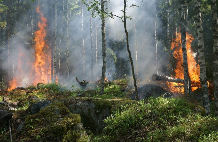 В Кузбассе утвердили план тушения лесных пожаров