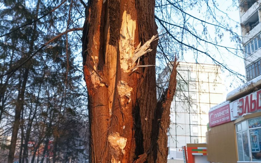 “За липы кто ответит?”: в Кемерове что-то жуткое происходит с городскими деревьями