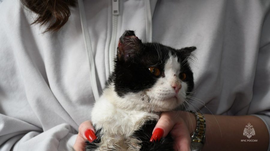 “Начал шипеть, значит пришел в себя”: в Кузбассе пожарные спасли кота из горевшей мусорки