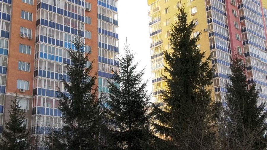 Власти Кемерова рассказали о судьбе более 30 елей в зоне сносимого частника