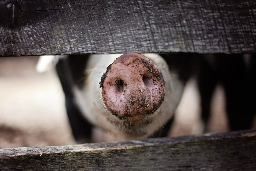 В Сибири произошла вспышка африканской чумы свиней