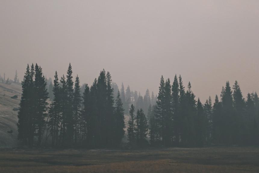Колоссальное количество денег выделят для борьбы с лесными пожарами в Кузбассе