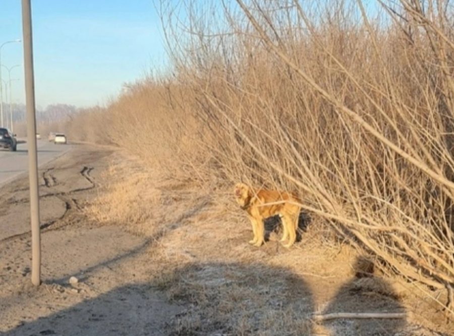В Новокузнецке собаку обрекли на мучительную смерть