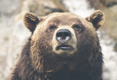 Спасение животного: медведь гнался за лосем, но из-за одного препятствия в итоге испуганно отступил