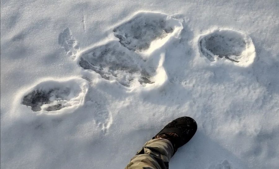 В Кузбассе мужчина обнаружил таинсвенные следы неизвестного зверя