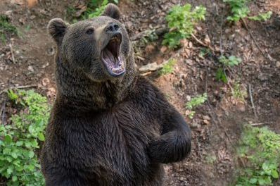 Очевидцы: медведь вышел прогуляться перед кузбассовцами