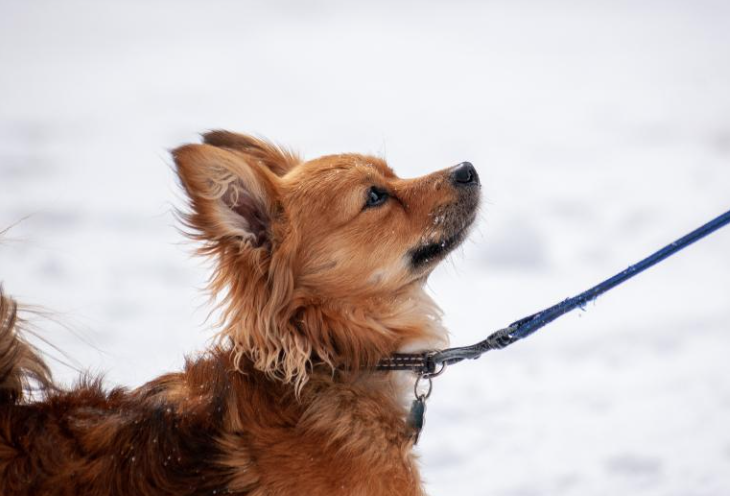 В Сибири собака Денежка спасла 138 000 рублей и теперь ищет родного человека