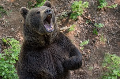 Фейк: в Сети распространилась ложная информация об охоте медведя в Кузбассе