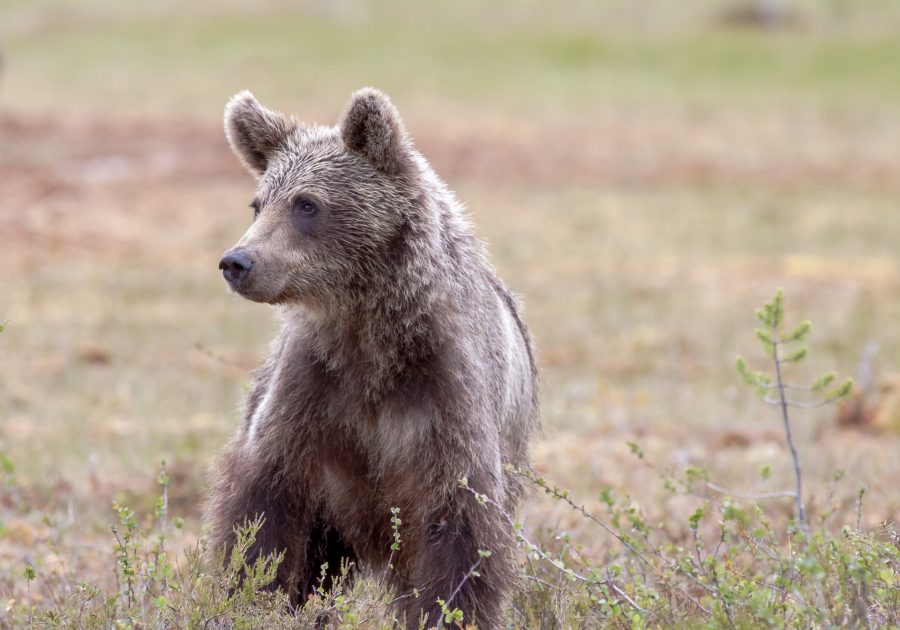 В Сибири нашли трёхмесячного медвежонка