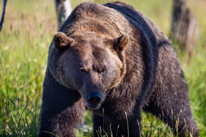 Кузбассовцев пугают медведи, разорвавшие собаку : охотоведы прокомментировали ситуацию