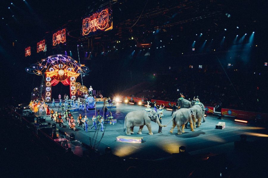 Против мучений: депутат Госдумы предложил запретить животных в цирках