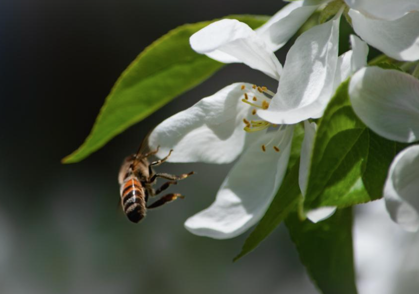 Пчёлы попали в ДТП на сибирской трассе