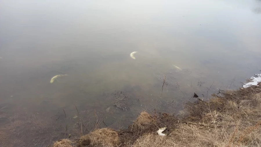 В Кузбассе берега засыпало мёртвой рыбой