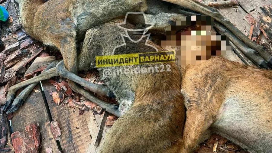 В Сибири десятки животных погибли при лесном пожаре