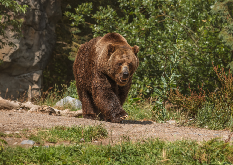 В Кузбассе два медведя напугали пасечников