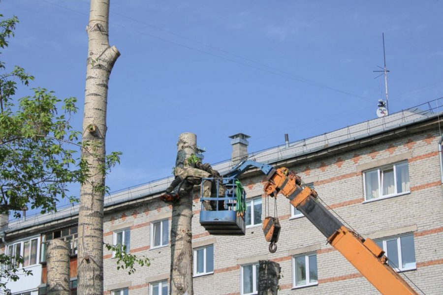 Сибирский город лишится более 1000 деревьев