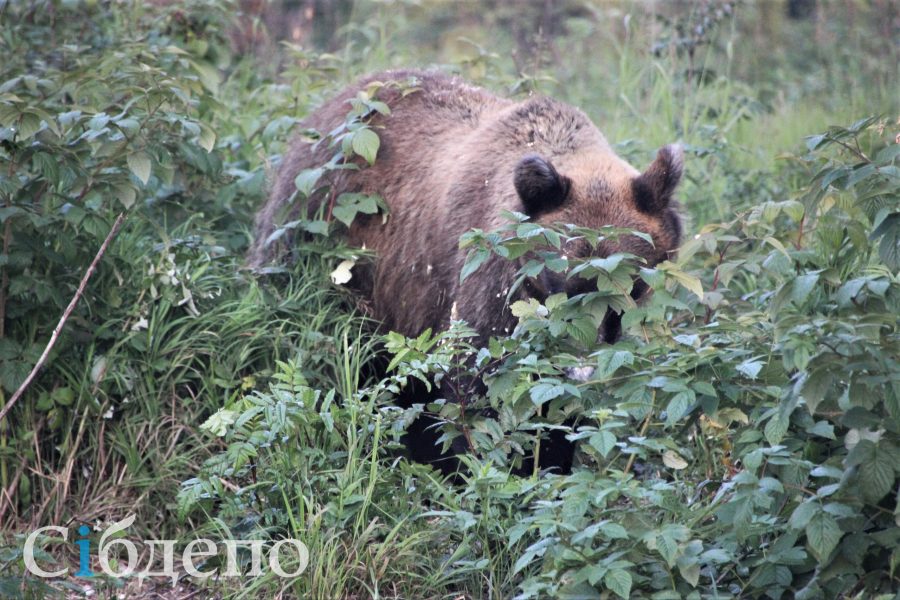 Медведи нередко выходят к туристическим приютам полакомиться остатками человеческой еды.
