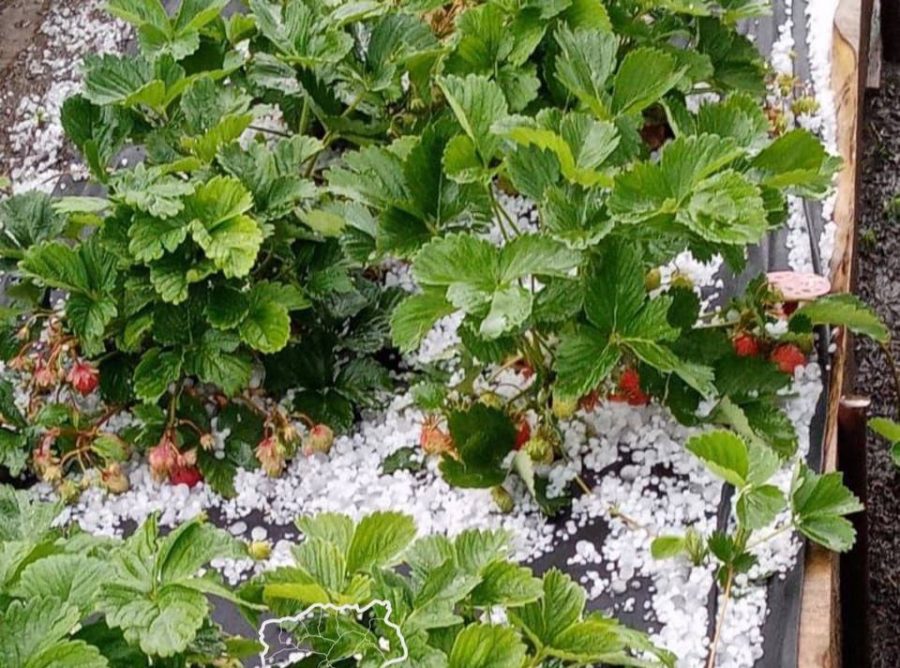 «Ледяные горошки» завалили огороды кузбассовцев