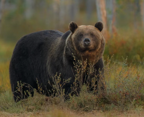 Объявлена охота: медведь в Кузбассе угрожает жизни и здоровью граждан