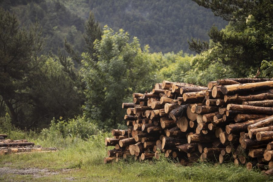 В Кузбассе сократился объем незаконных рубок леса