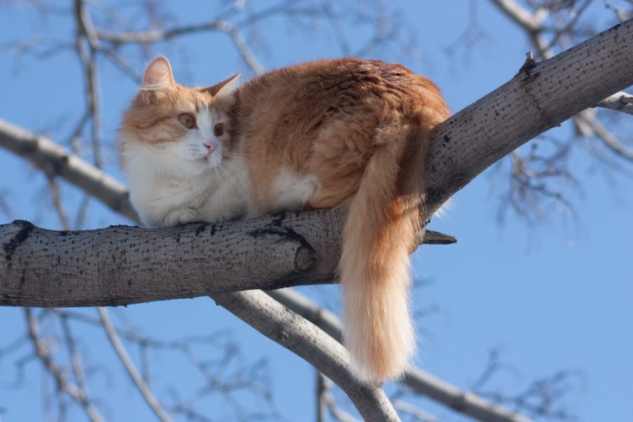 Кемеровчанам дали оригинальный совет по спасению кота