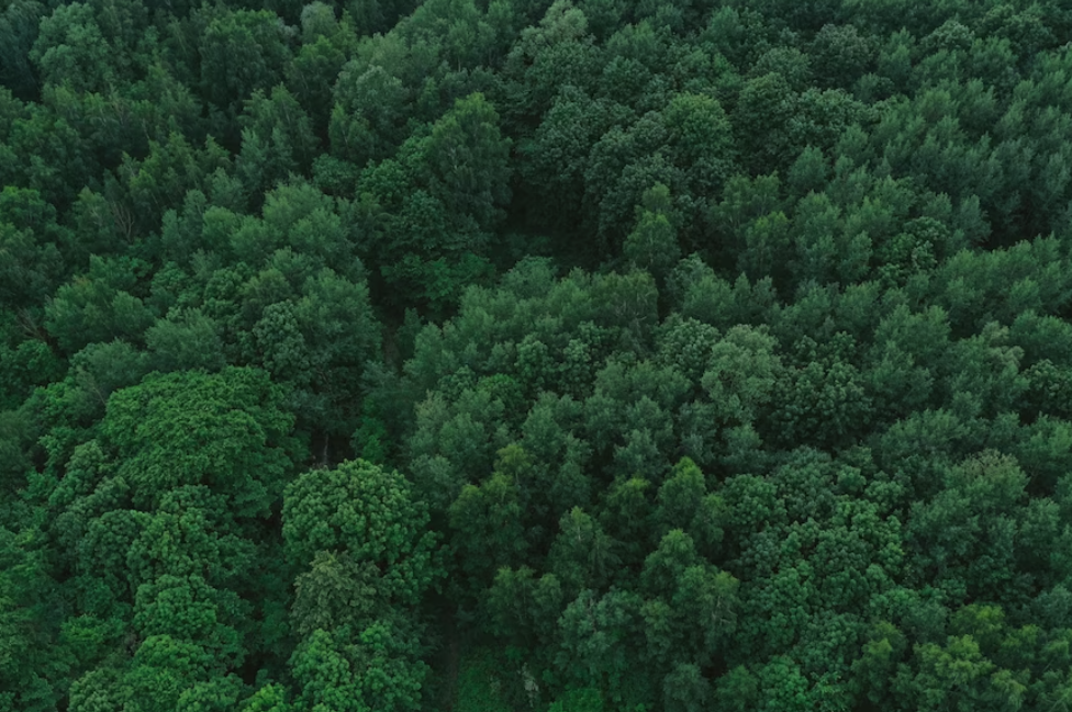 Forest 17. Деревья Красноярского края. Кабан Тульская область в лесу.