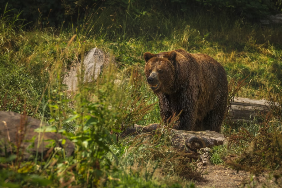 Бесстрашный грибник из Кузбасса подрался с медведем