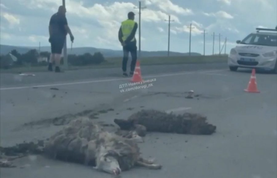 «Сбил и скрылся»: на трассе в Кузбассе неизвестный убил стадо овец