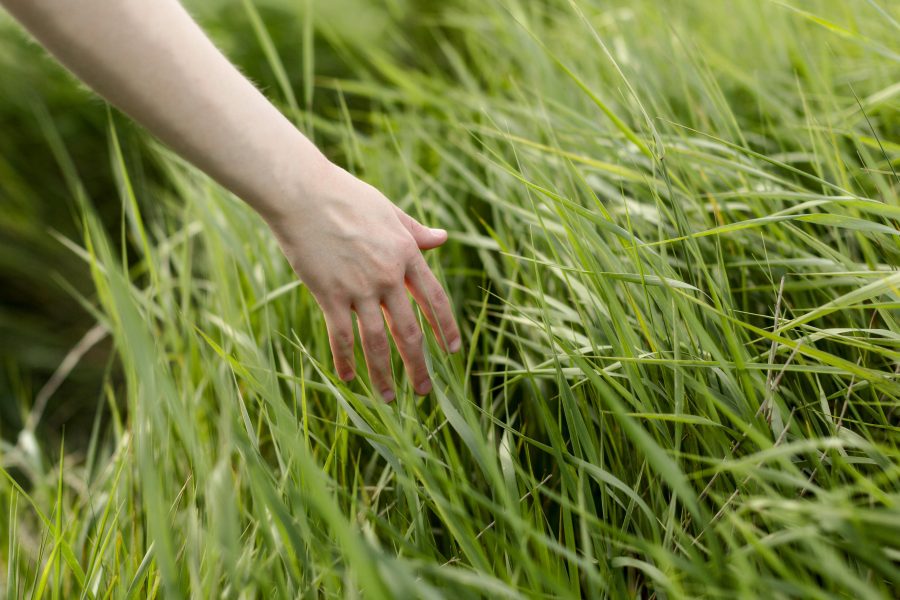 Опасность в траве: десятки кузбассовцев заразились серьезными заболеваниями