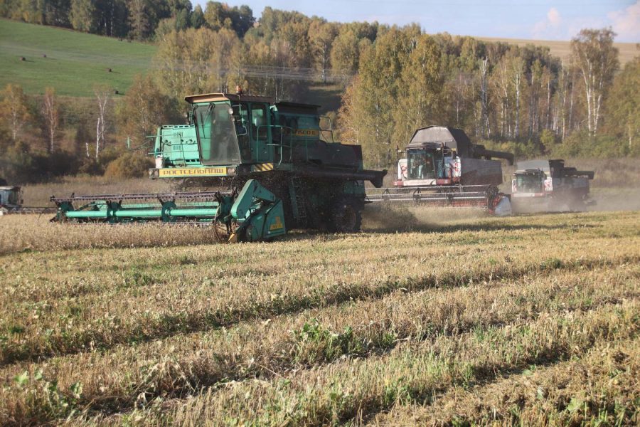 Более половины выращенного урожая собрали кузбасские аграрии