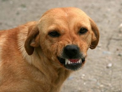 «Кинулись на мальчика»: кузбассовцев напугала стая собак