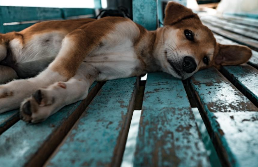 В Сибири чиновники умоляют дачников не бросать собак на голодную смерть