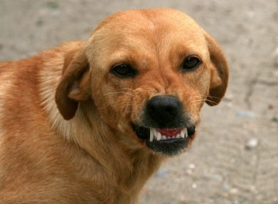 СК Кузбасса будет наказывать виновных в инциденте с бездомной собакой и ребенком