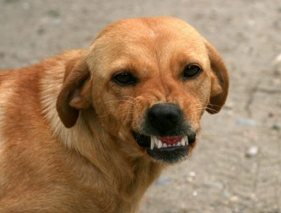 «Встаньте на четвереньки и повернитесь лицом»: специалисты раскрыли тайну о спасении от агрессивных собак