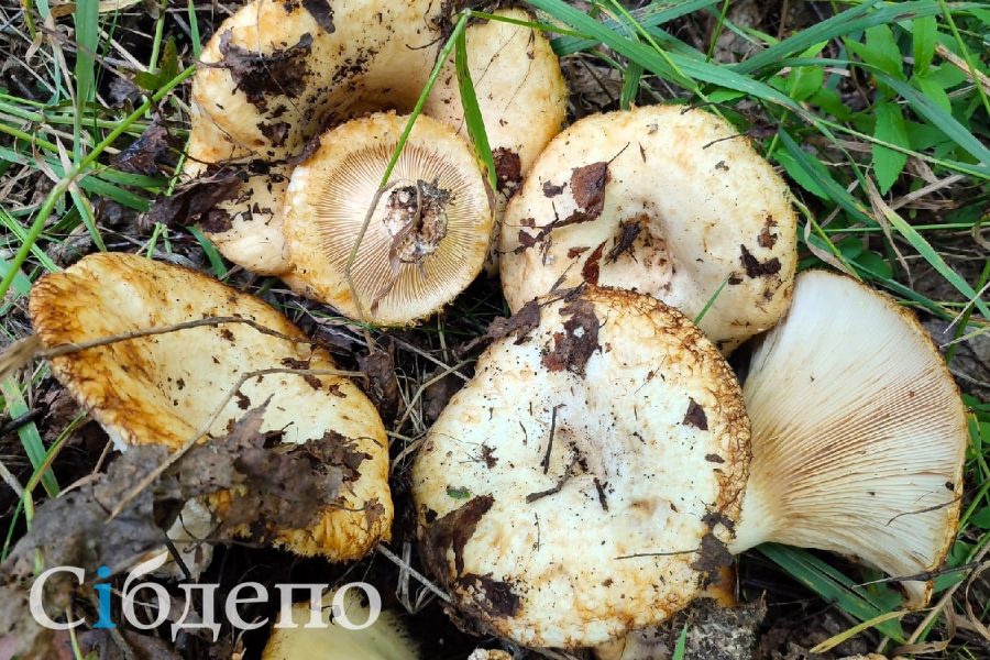 Коварные грибы заманили кузбасского пенсионера в лес