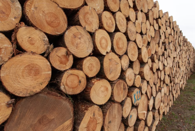 Из Кузбасса контрабандой вывезли древесину на 4 млн рублей