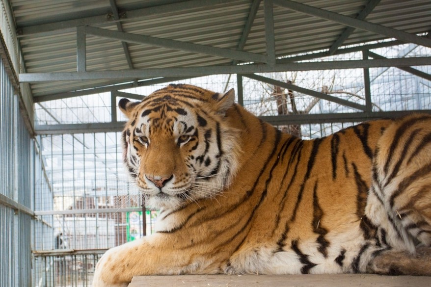 В сибирском зоопарке умер очень добродушный тигр