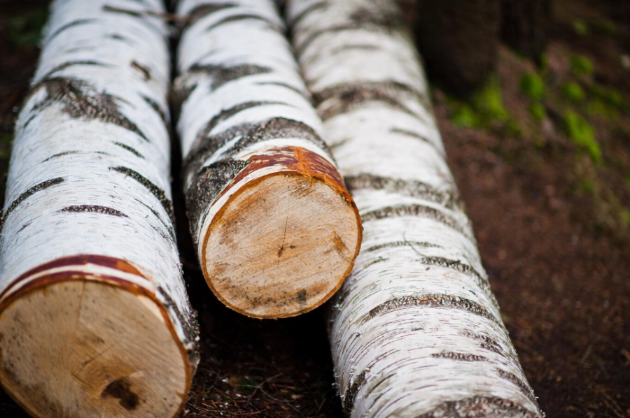 На Камчатке выращивают каменные березы, чтобы восстановить лес