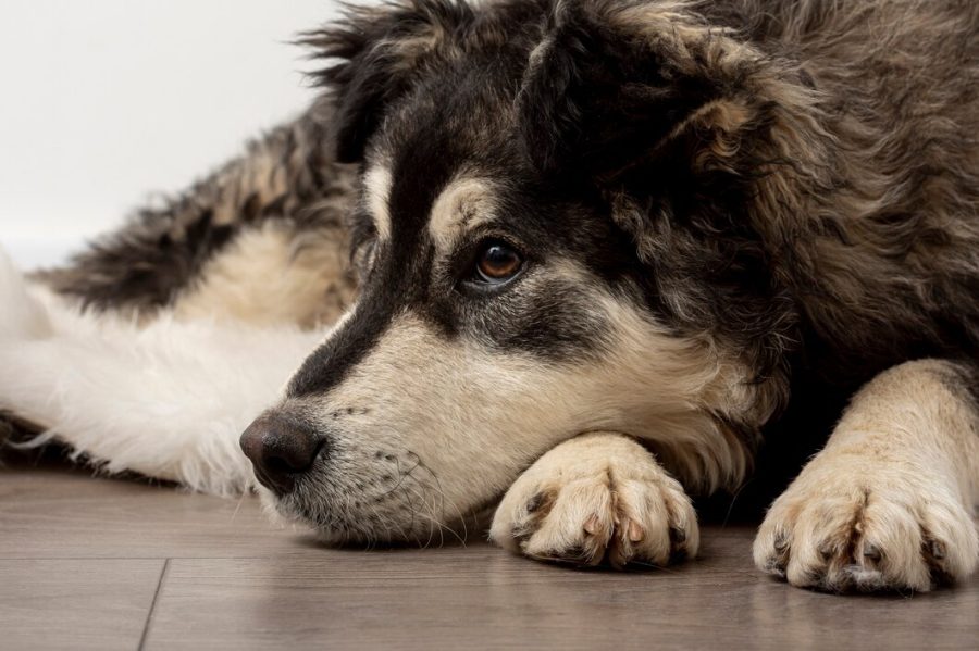 В Сибири собаки умирают от страшного вируса